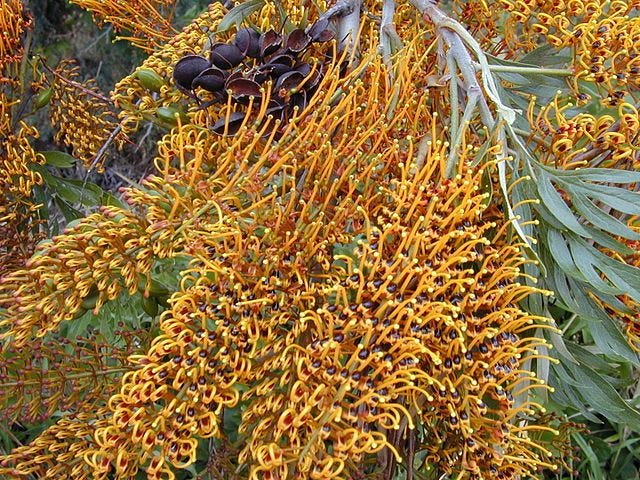 Grevillea robusta [flowers & pods wikicommons].jpg
