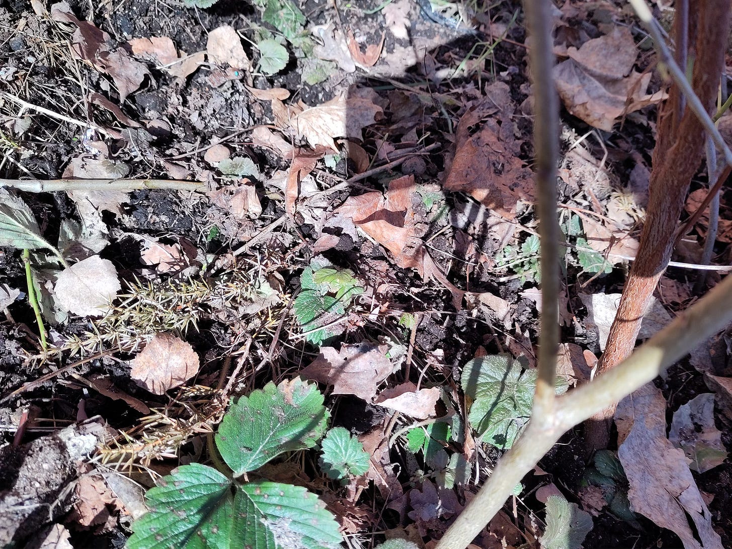Some dusty strawberry plants growing under a cover of dead leaves and old grit and gravel