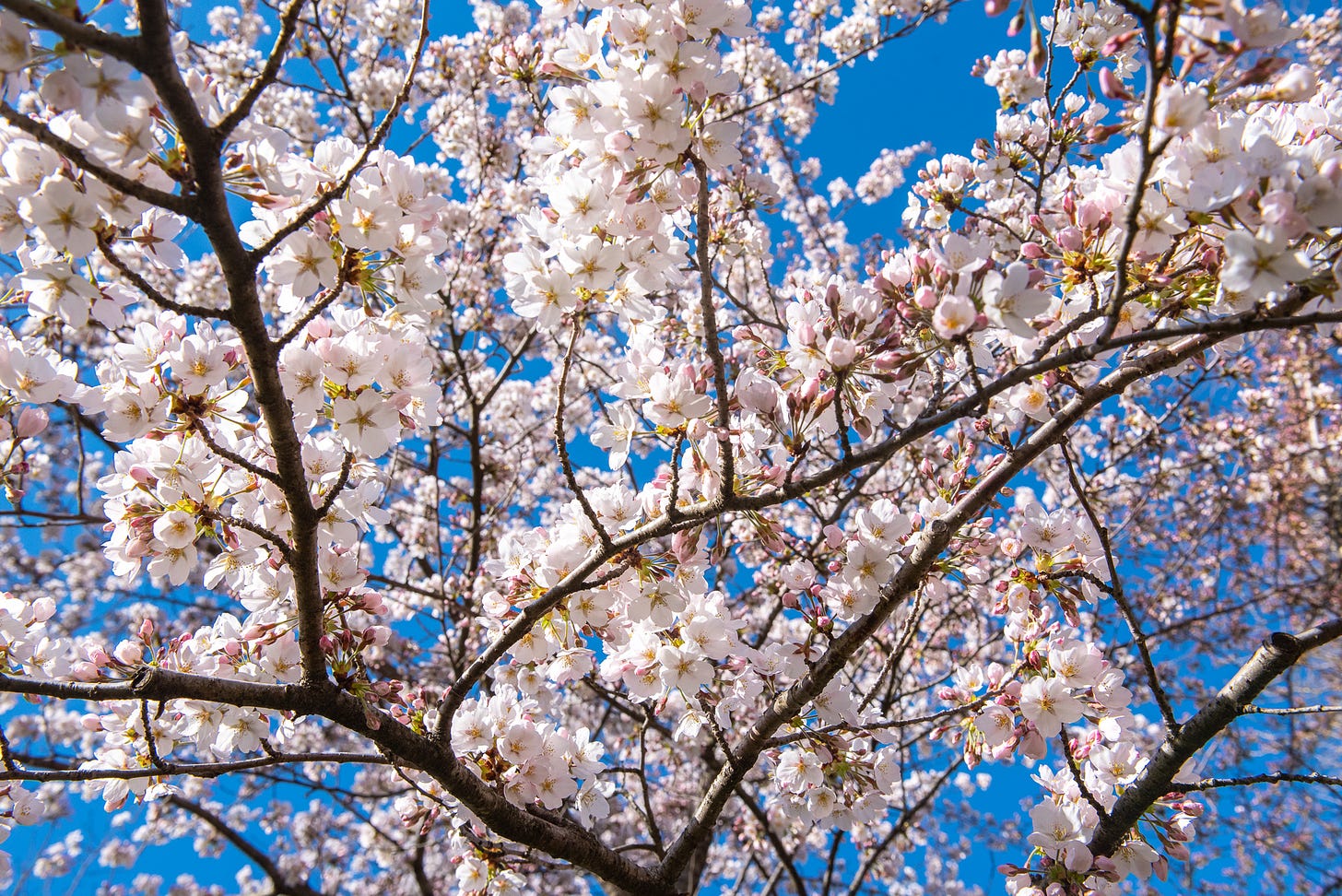 ID: Upward view of lighter pink cherry blossoms