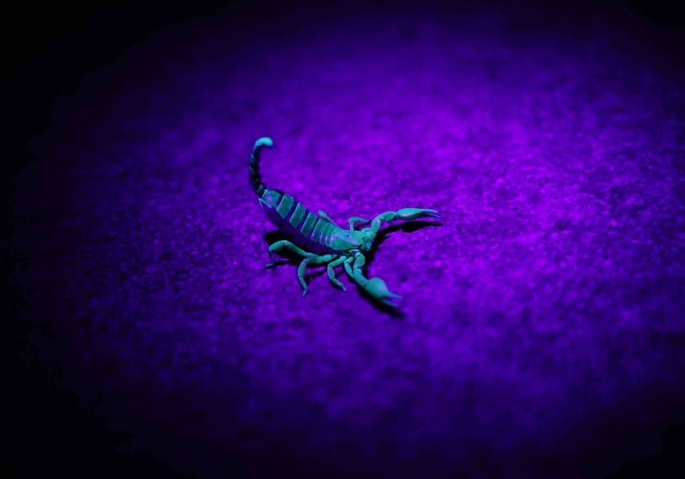 Glowing green scorpion under blue light