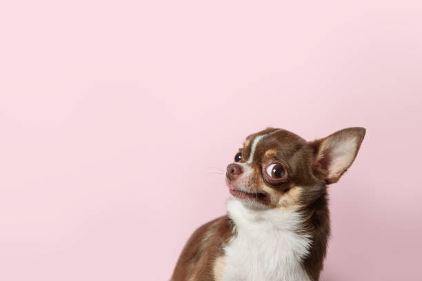 Cute brown mexican chihuahua dog isolated on light pink background. Outraged, unhappy dog looks left. Copy Space Cute brown mexican chihuahua dog isolated on light pink background. Outraged, unhappy dog looks left. Copy Space funny dogs stock pictures, royalty-free photos & images