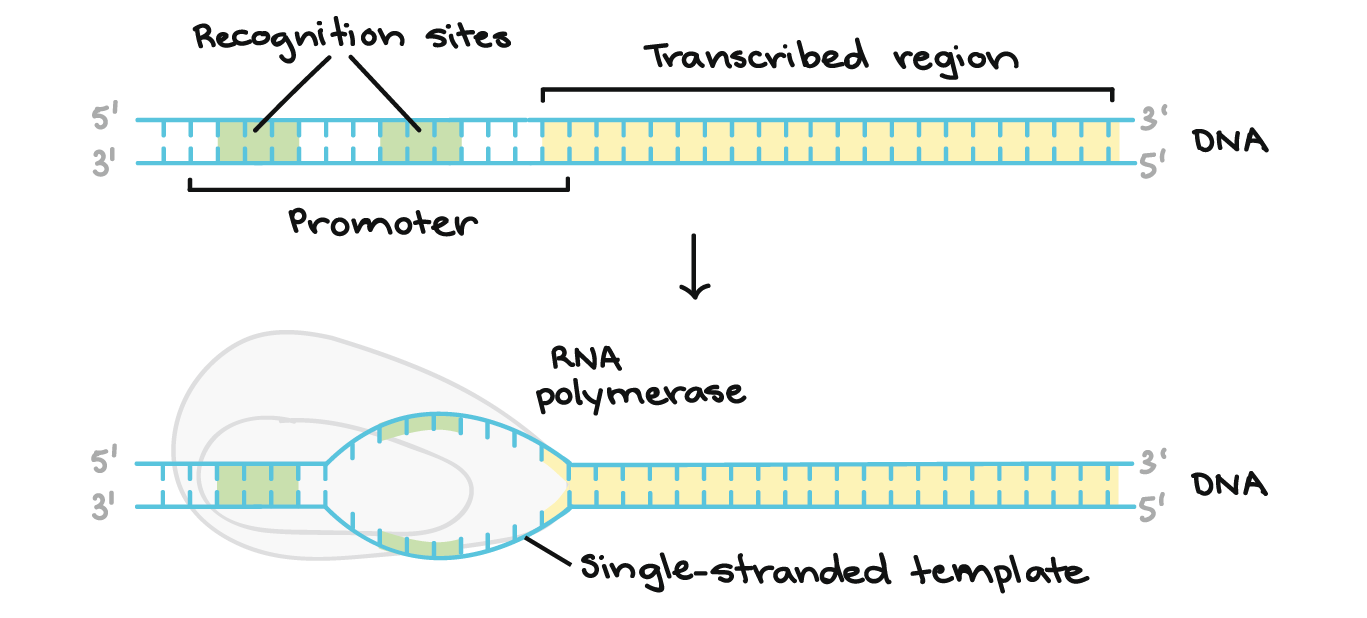The promoter region comes before (and slightly overlaps with) the transcribed region whose transcription it specifies. It contains recognition sites for RNA polymerase or its helper proteins to bind to. The DNA opens up in the promoter region so that RNA polymerase can begin transcription.
