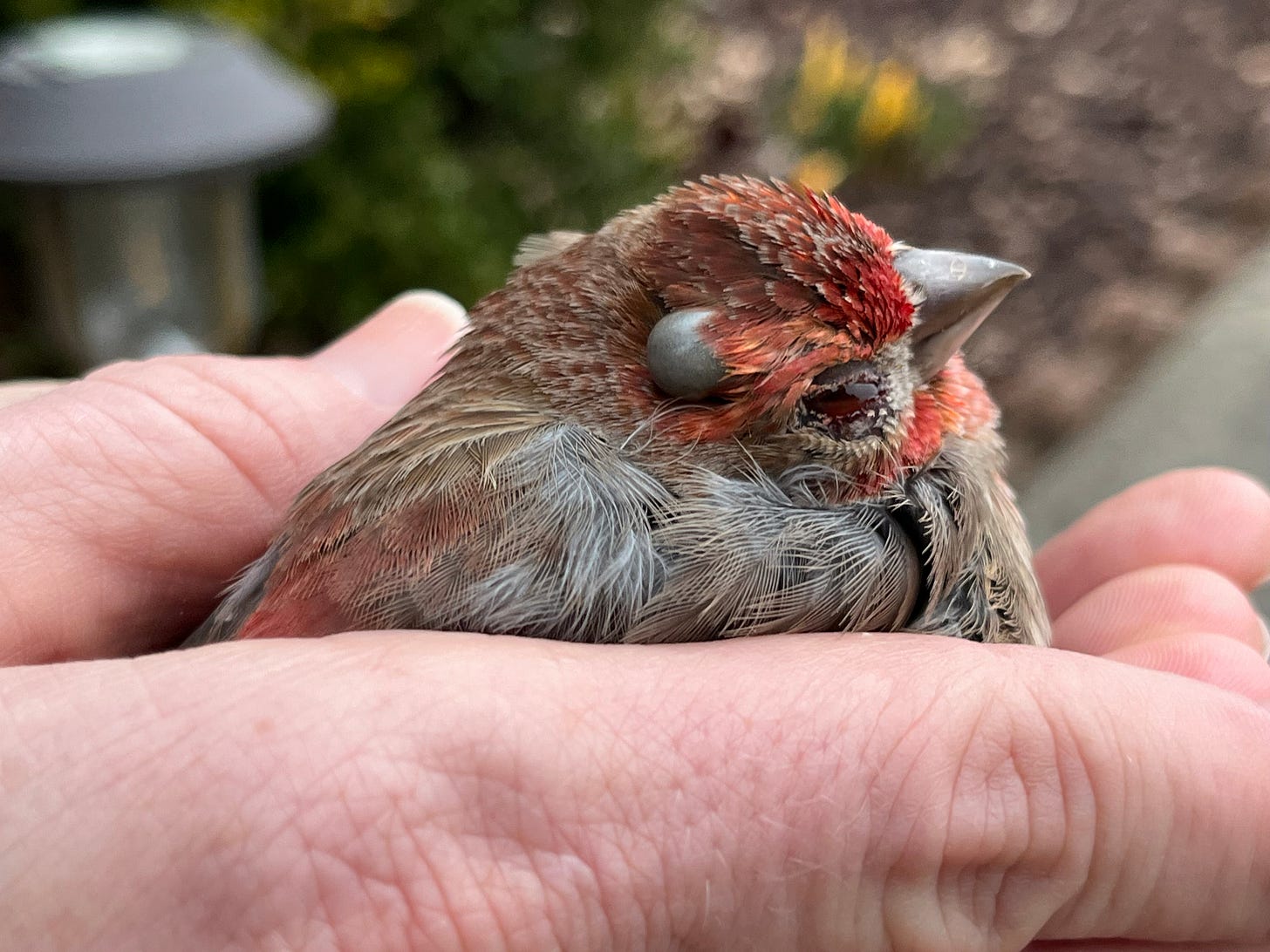 A house finch in my hands with a tick on his head and swollen eye
