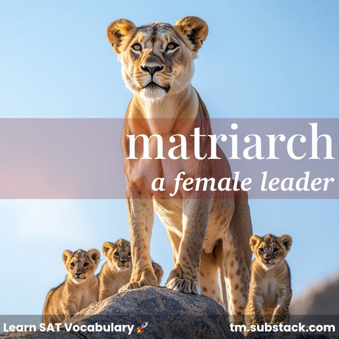 Illustration of a proud lioness overlooking her pride; used to illustrate the SAT word 'matriarch'.