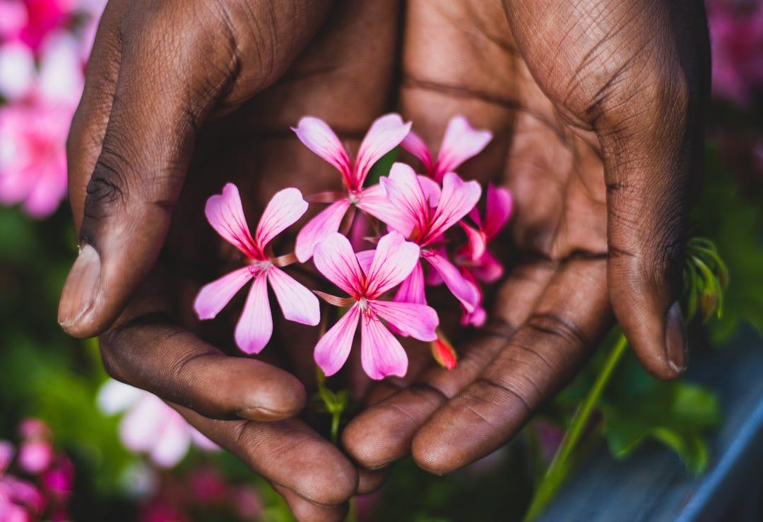 Closeup of Black hands holding a beautiful pink flower amidst a garden