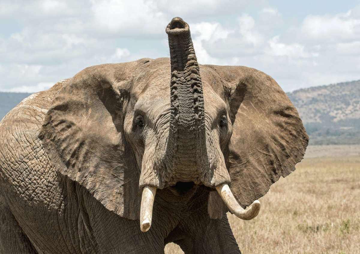 un elefante africano levanta la trompa como si estuviese saludando