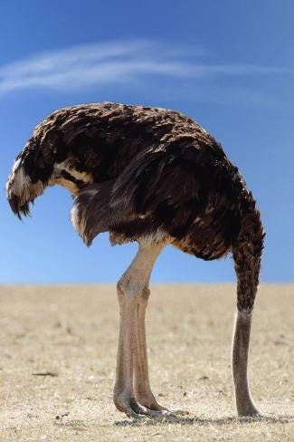 Ostrich with Head in Sand Photographic Print - AllPosters.ca