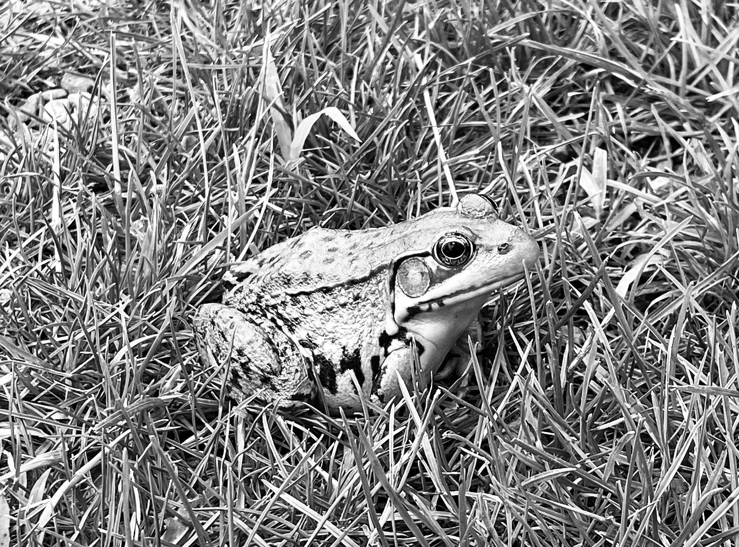Black and white photo of a small frog in the grass