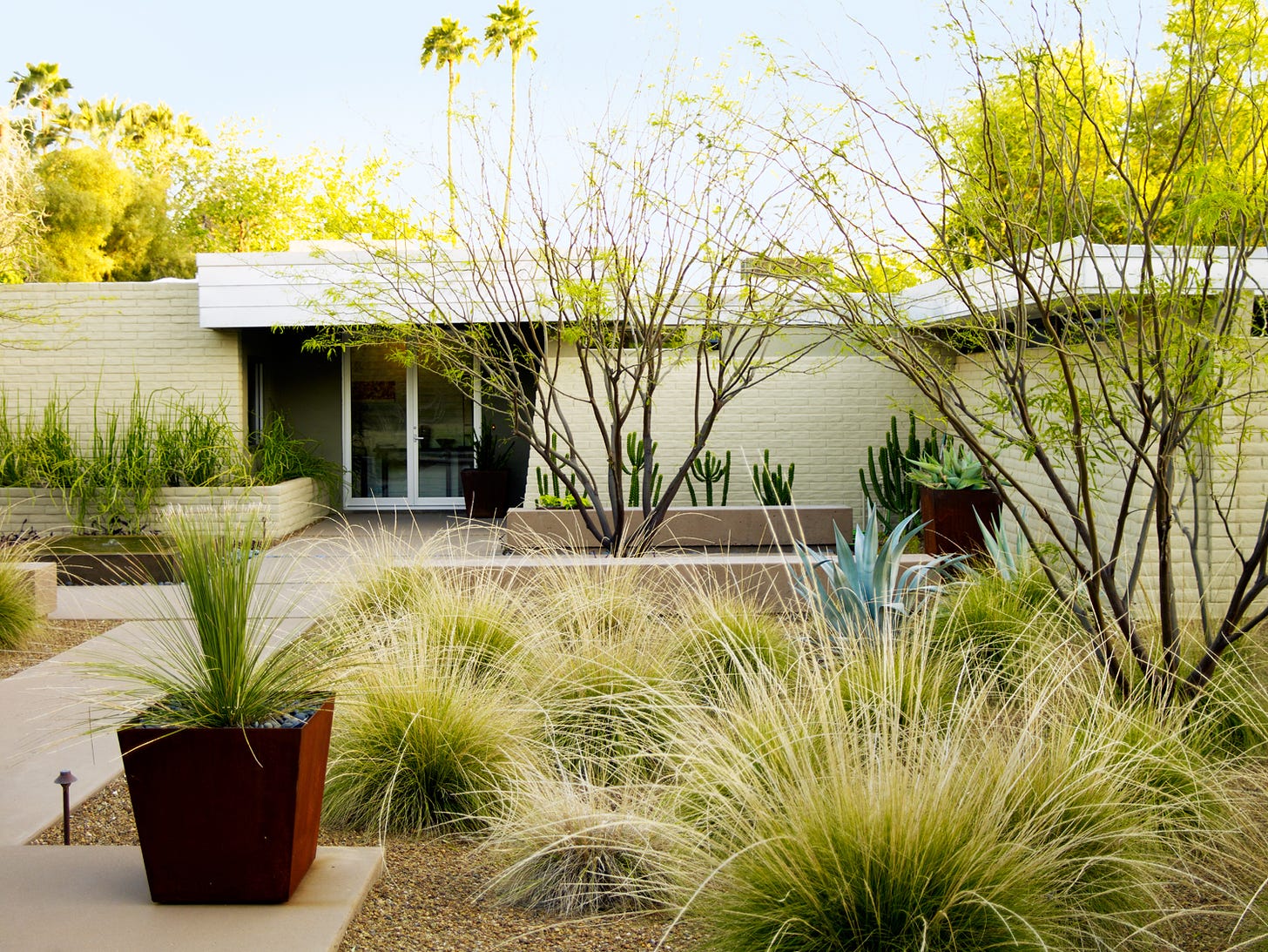 Desert Landscaping Ideas from a Phoenix Front Yard