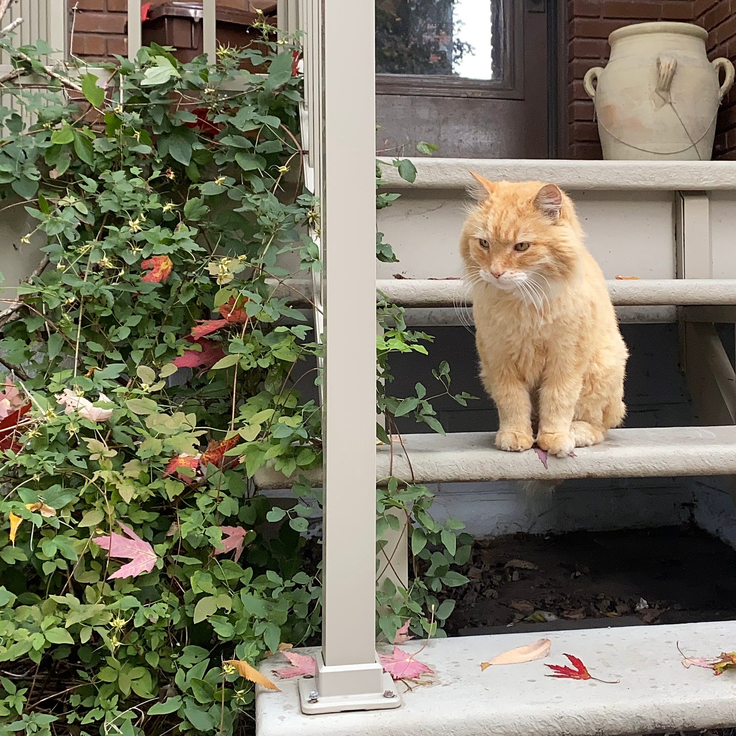 orange cat on the front steps, by a lush bush brushed with red maple leaves