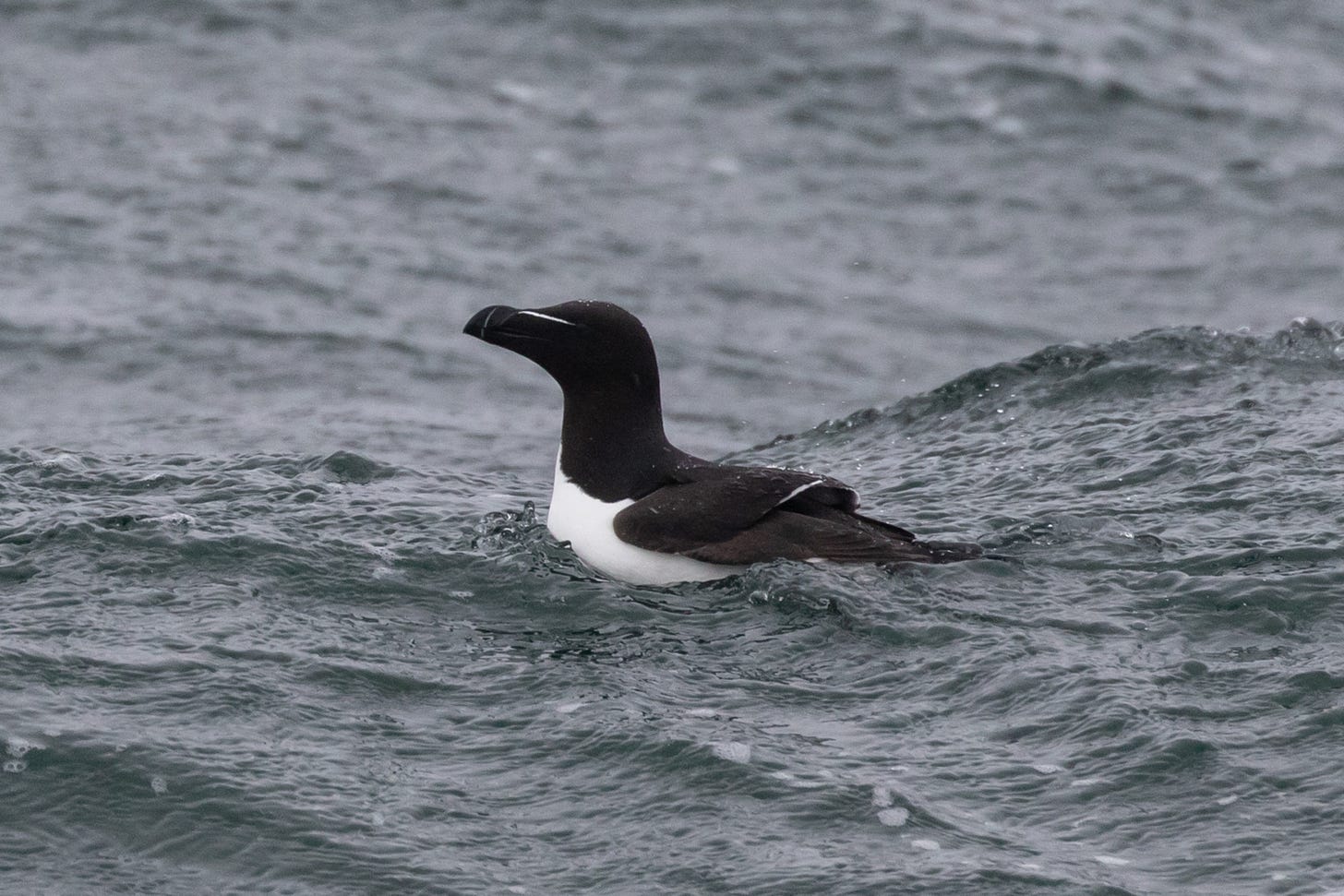a razorbill sitting on the crest of a wave in the ocean. it is a thick bird with a black head, whtie belly, and black back. it has a white stripe going from the top of its bill to its eye, and from the middle of its bill spanning top to bottom. ita also has a white stripe lining the edge of its wing.