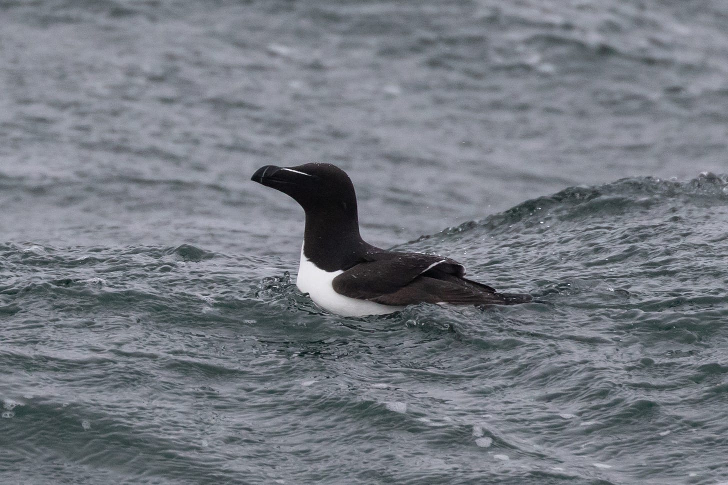 a razorbill sitting on the crest of a wave in the ocean. it is a thick bird with a black head, whtie belly, and black back. it has a white stripe going from the top of its bill to its eye, and from the middle of its bill spanning top to bottom. ita also has a white stripe lining the edge of its wing.