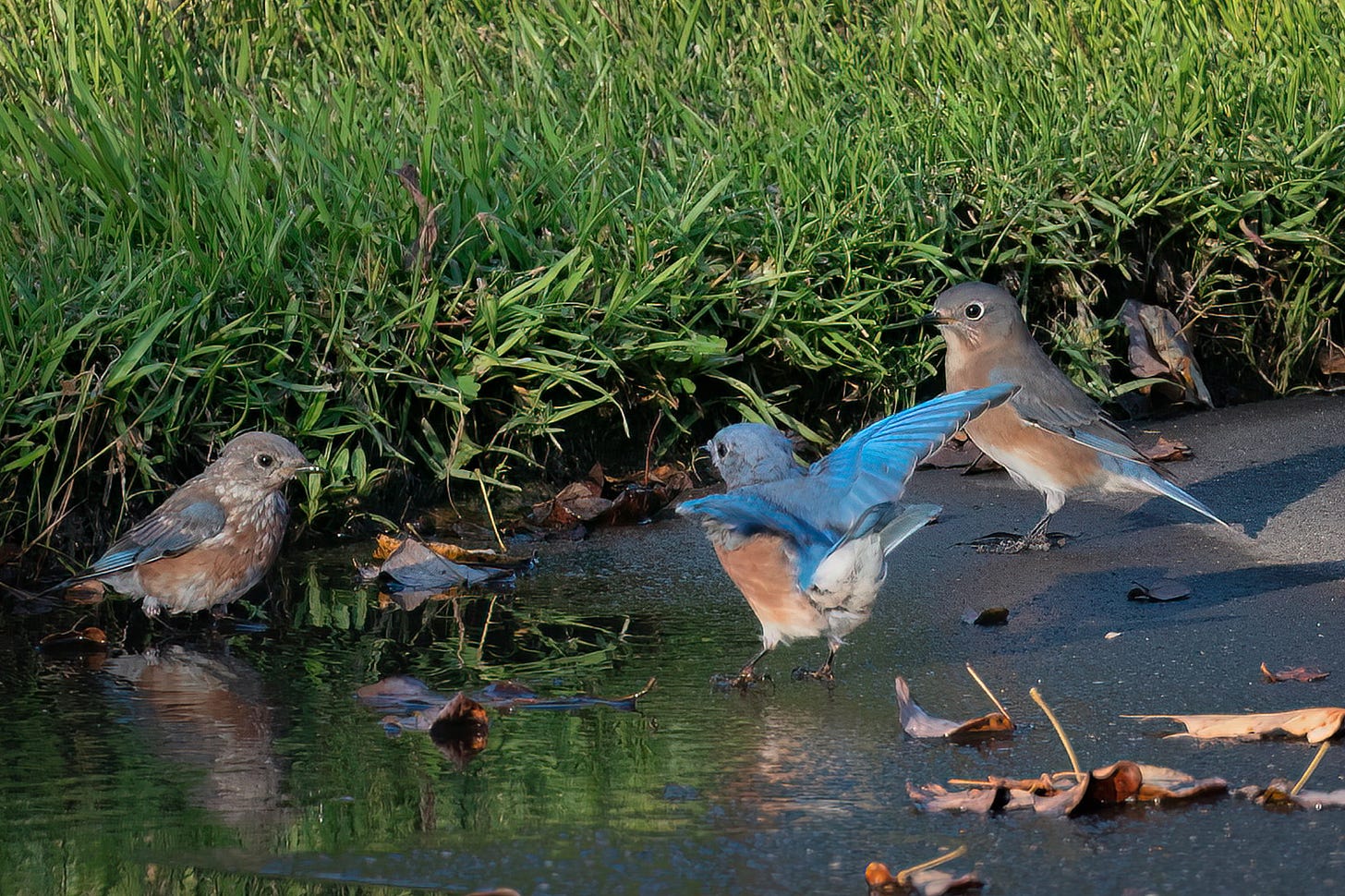 Three bluebirds, one with wings open wide, play in a puddle on the driveway with the green grass in the background