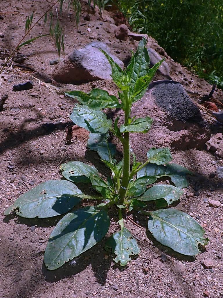 Wild Tobacco (Nicotiana sp.) in a post-fire environment, which the species really likes.