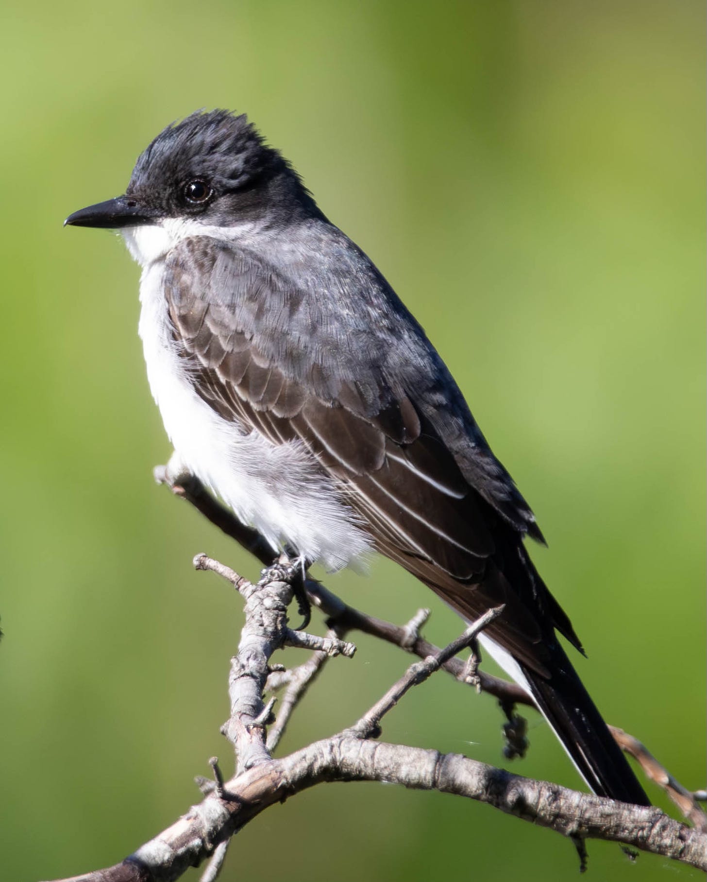 An Eastern kingbird (bird with a dark gray head, back, and wings and a white breast and belly) perches on a naked tree branch