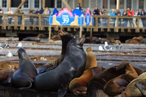 California Sea Lion Appearance