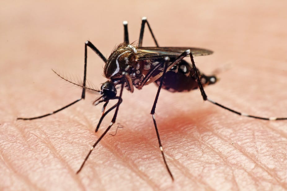 Three things you should know about mosquitoes