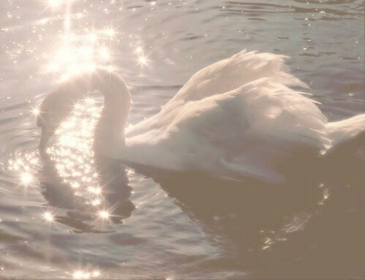 a soft photo of a white swan sitting atop sun reflecting water. the swan's beak is dipped into the water and creating a ripple. image from user malone on Pinterest.