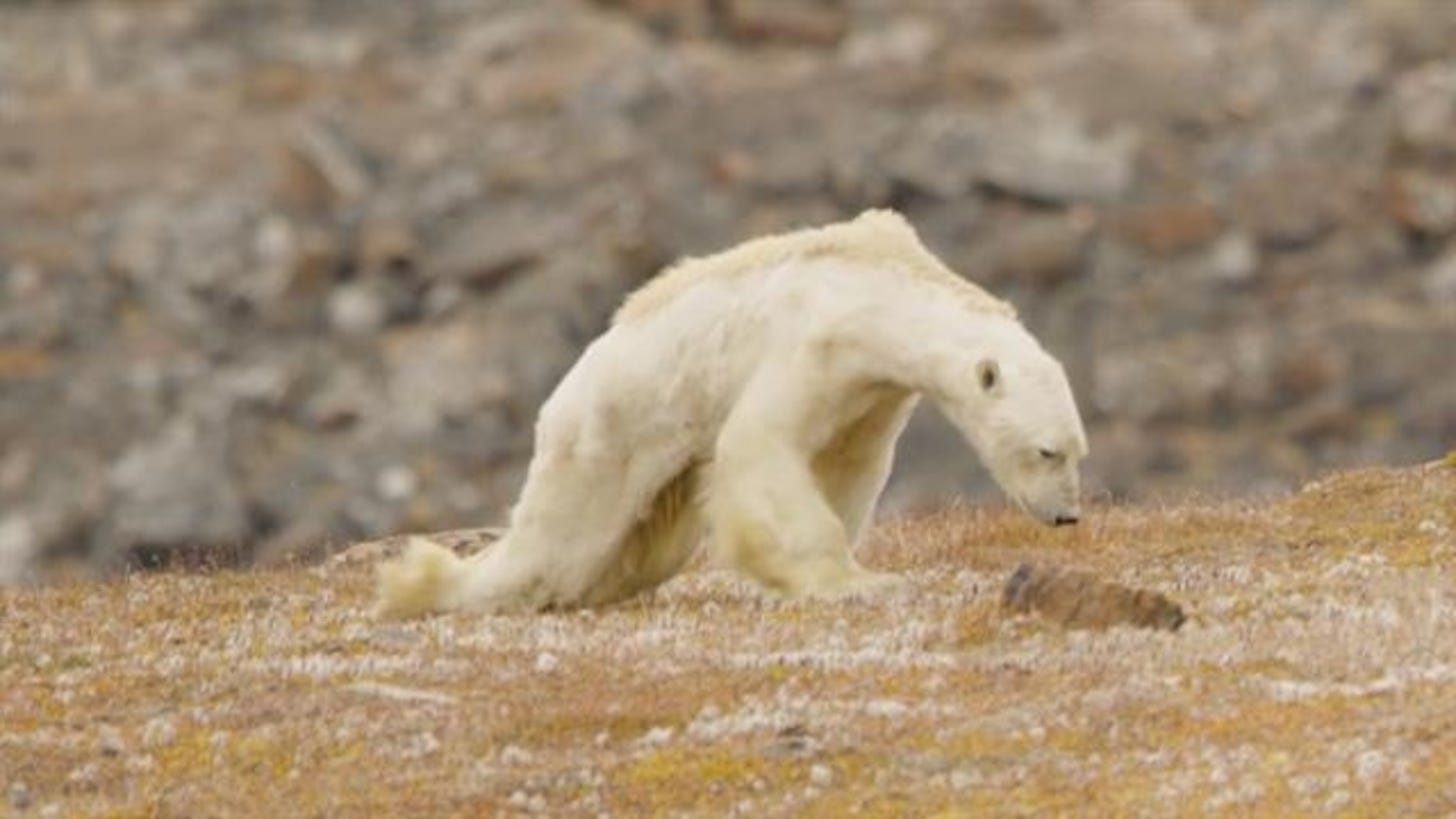 Polar Bears Are Starving Because of Global Warming, Melting Sea Ice, Study  Shows