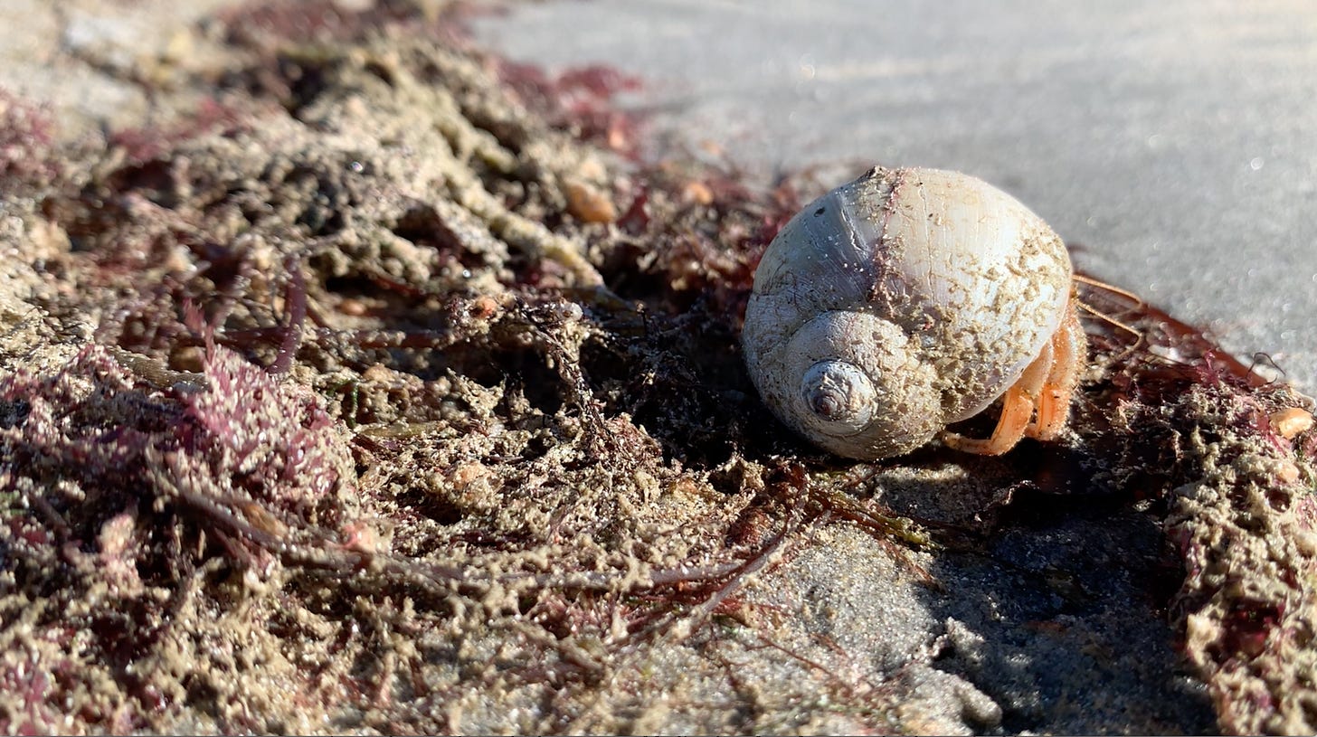 A hermit crab with the most tender orange legs sticking out is sitting on red algae washed up on wet sand.