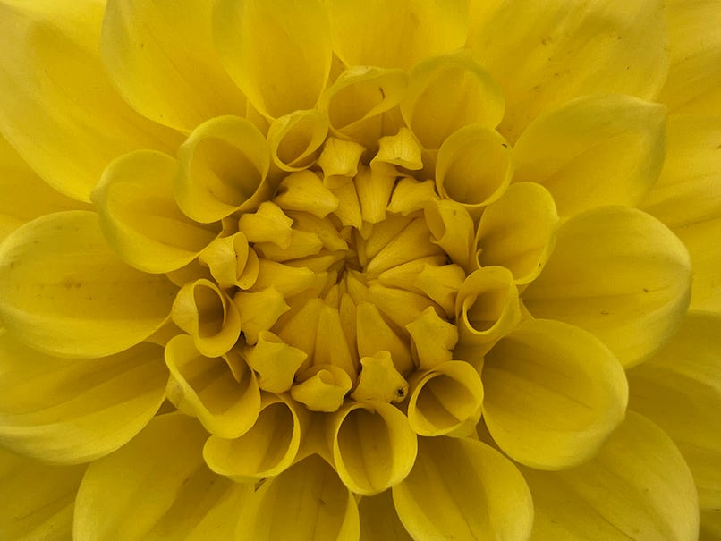 Photo by Author — a flower at my local country show