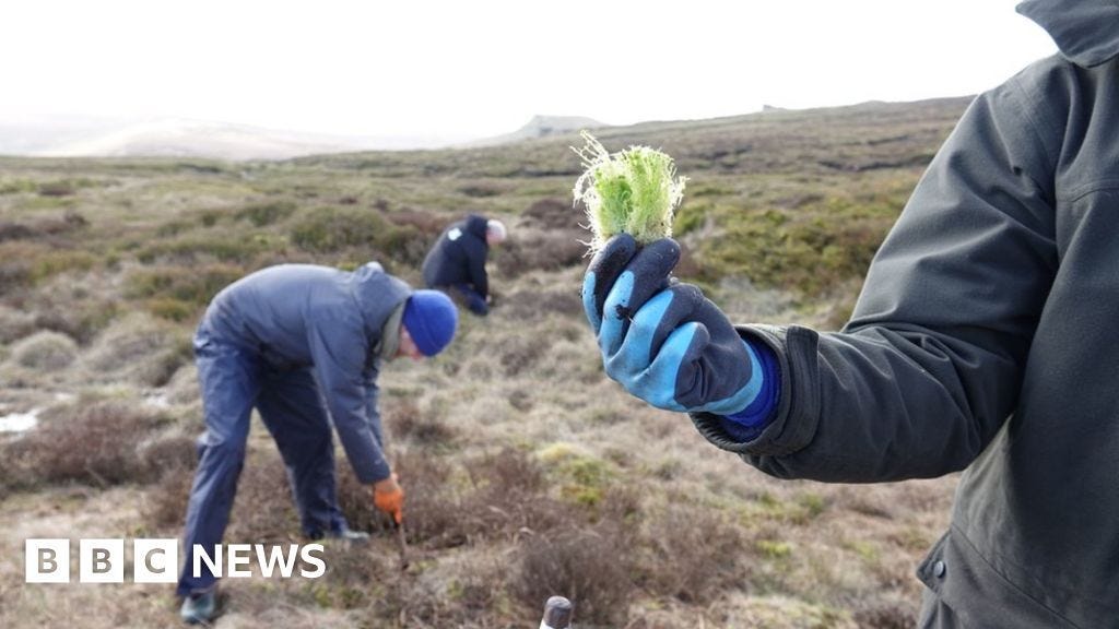 Volunteer holding sphagnum moss