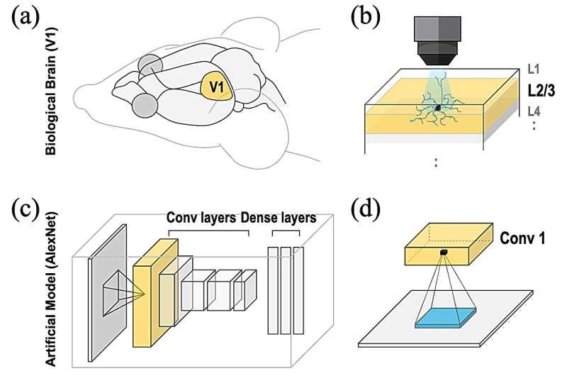 Brain-inspired AI breakthrough: Making computers see more like humans