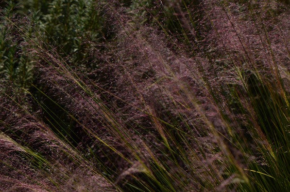 Muhlenbergia capillaris Regal Mist