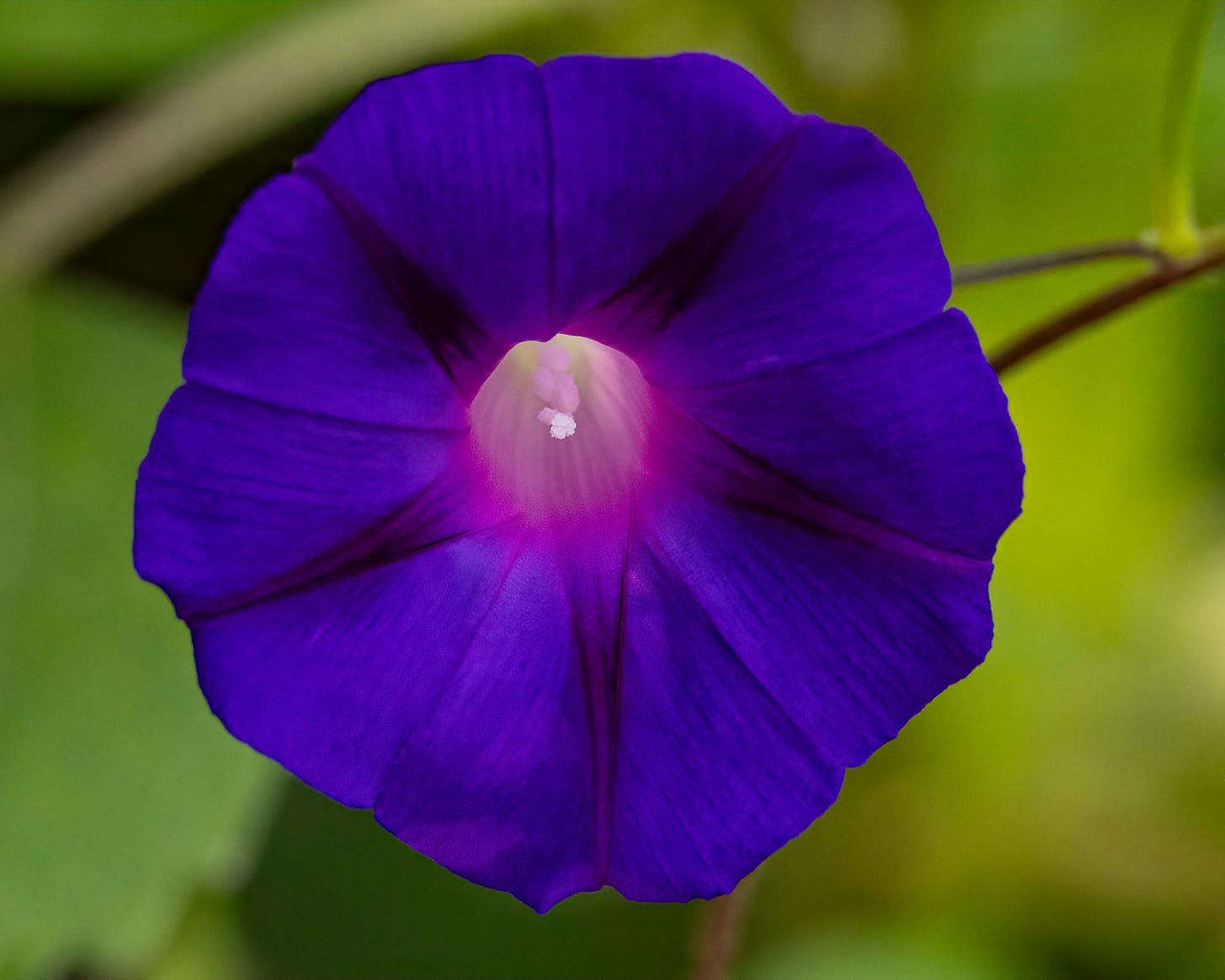 This image of a morning glory flower shows a deep purple flower with a bright pink center against a green background.