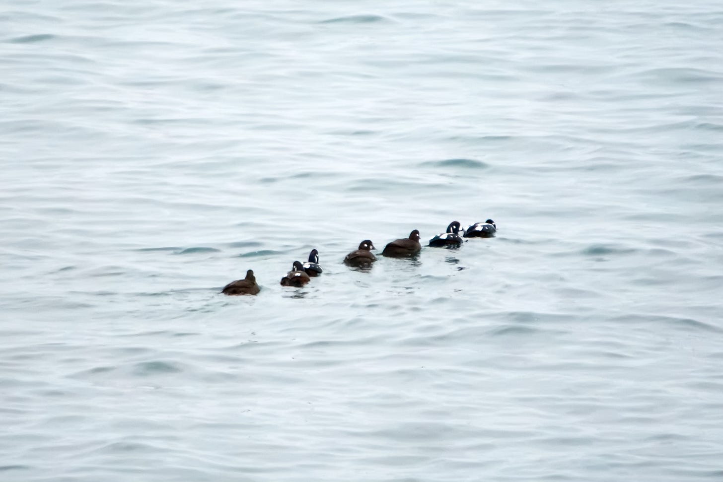 Harlequin Ducks prepare to fish off of Schoodic Point, in the Acadia National Park system.