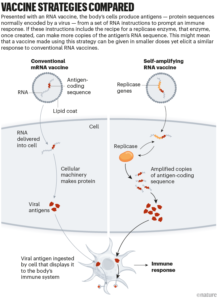 Vaccine strategies compared: infographic that compares a conventional RNA vaccine with a self-replicating RNA vaccine.