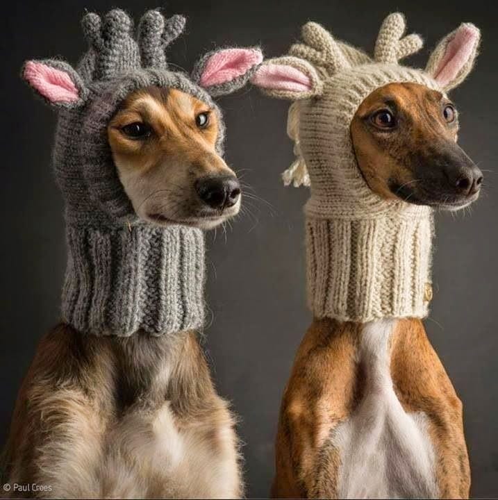 Ideas & Products: Crochet & Knitted Dog Hats