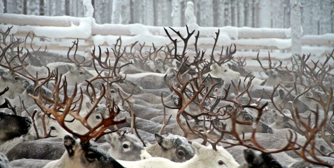 Facts About Reindeer - Reindeer Lake Resort – Lapland Finland