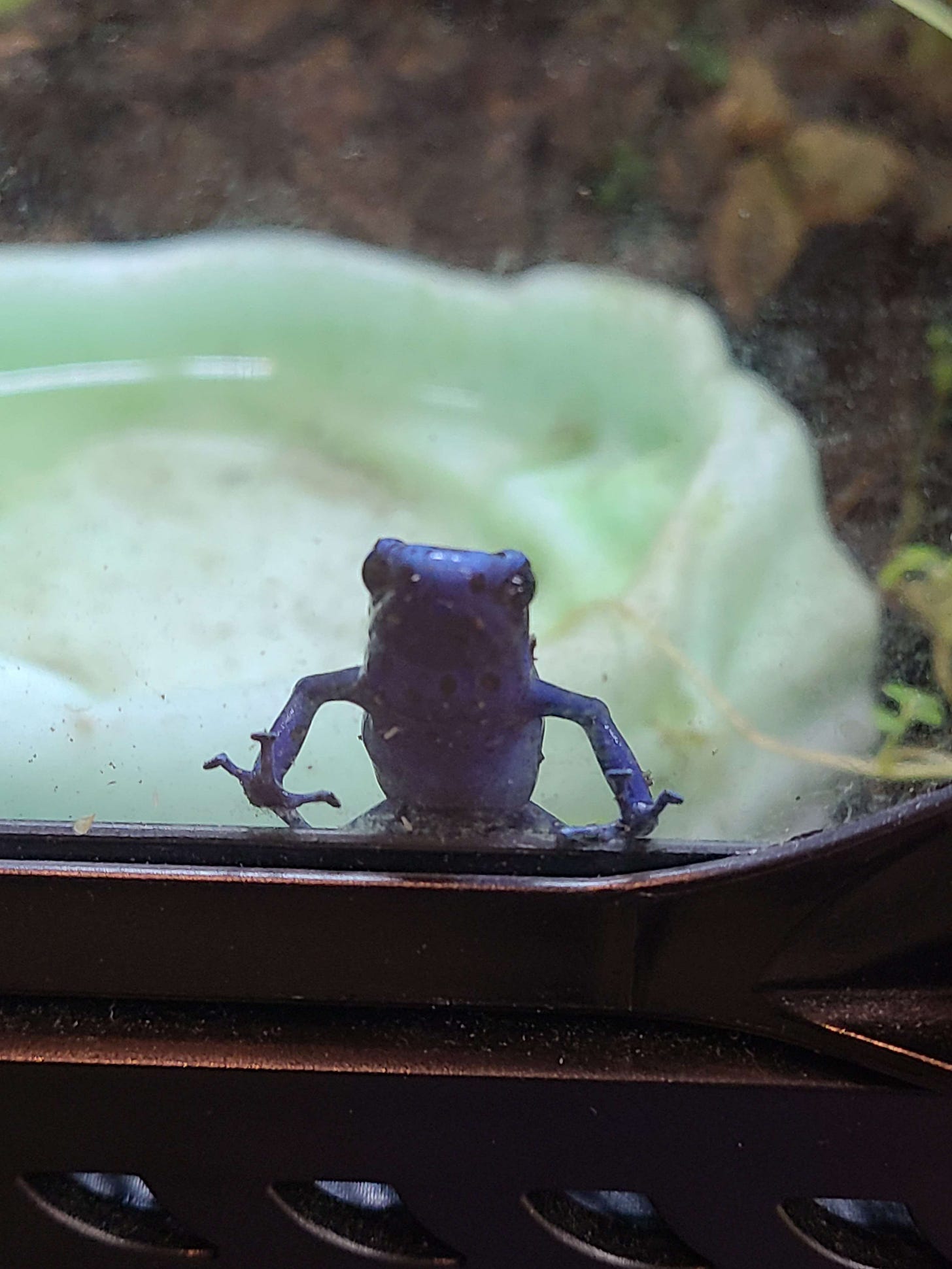 A blue dart frog presses itself to the front of a glass tank. There is a blue water bowl behind it.