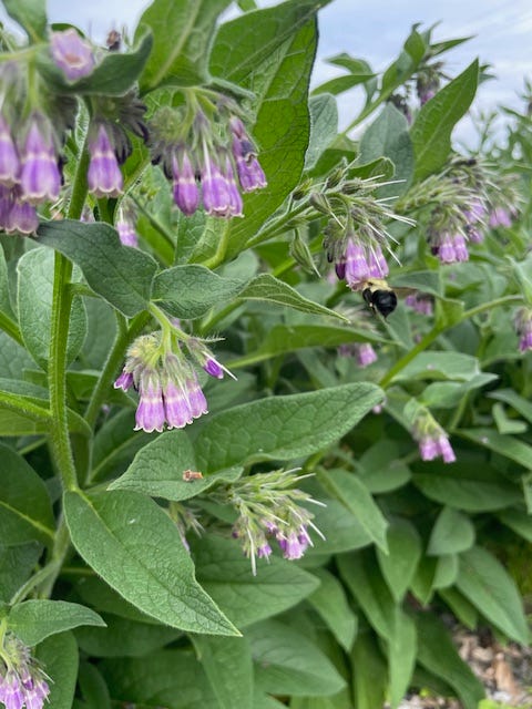 Blooming Russian comfrey at weedom 