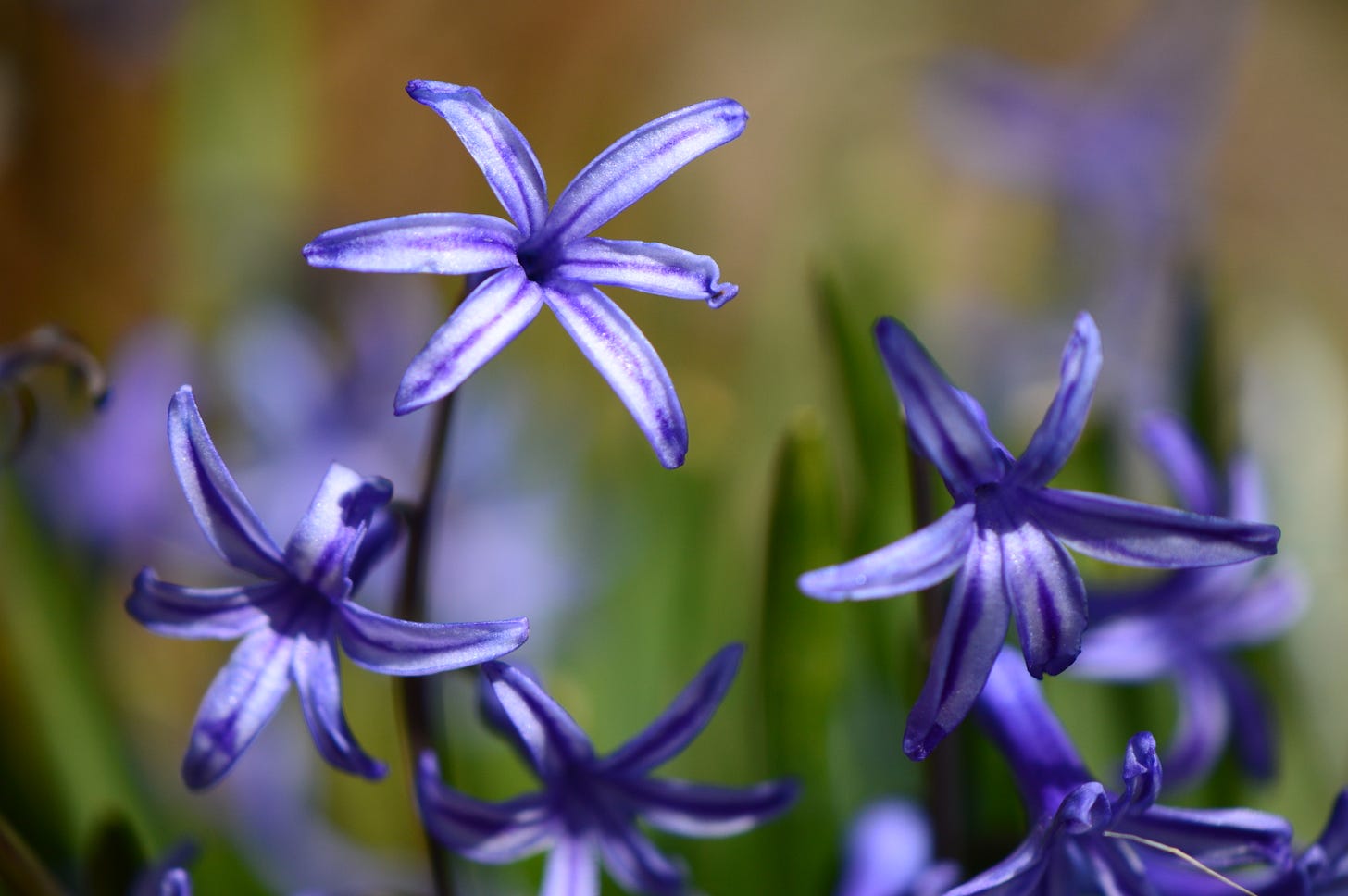 close-up of blue Roman hyacinth florets