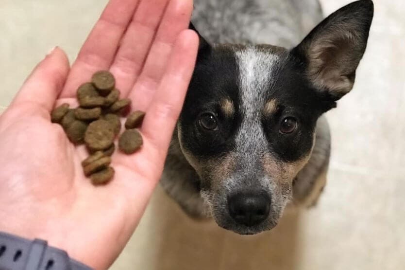 Scout the Australian cattle dog posing next to a handful of her Nature's Logic dog kibble