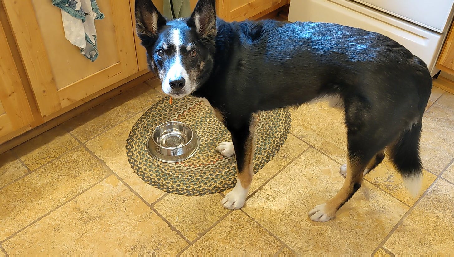 Dog standing by empty food bowl