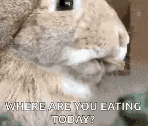 Bunny chewing and asking, "Where are you eating today?"