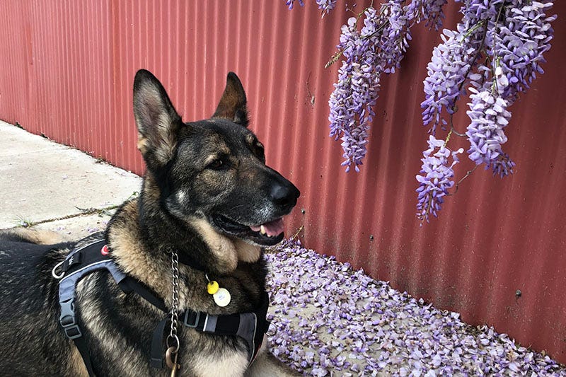 A German shepherd in a harness sits next to flowering wisteria.