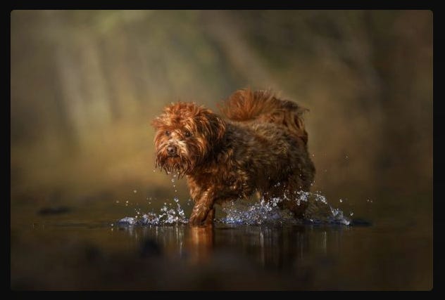 Brown fluffy dog splashing in water, showcasing dynamic summer pet photography