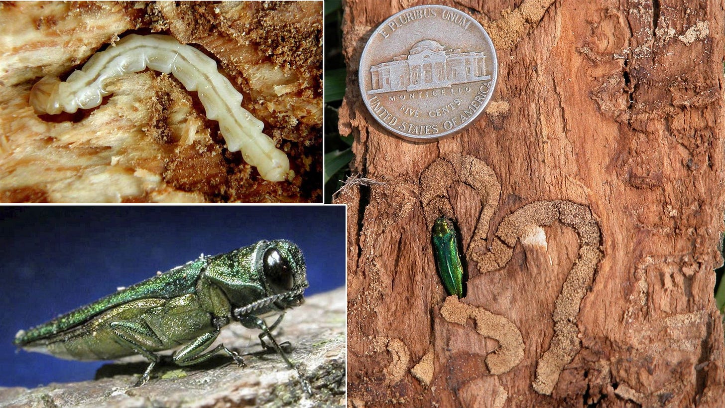 emerald_ash_borer-beatle_larvae