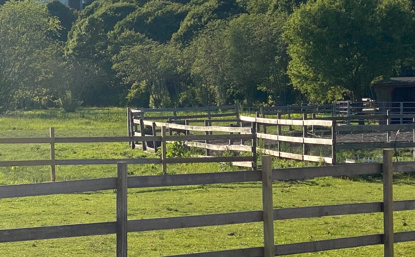 A photograph of horse paddocks in the afternoon light with lush grass and vividly green trees beyond.