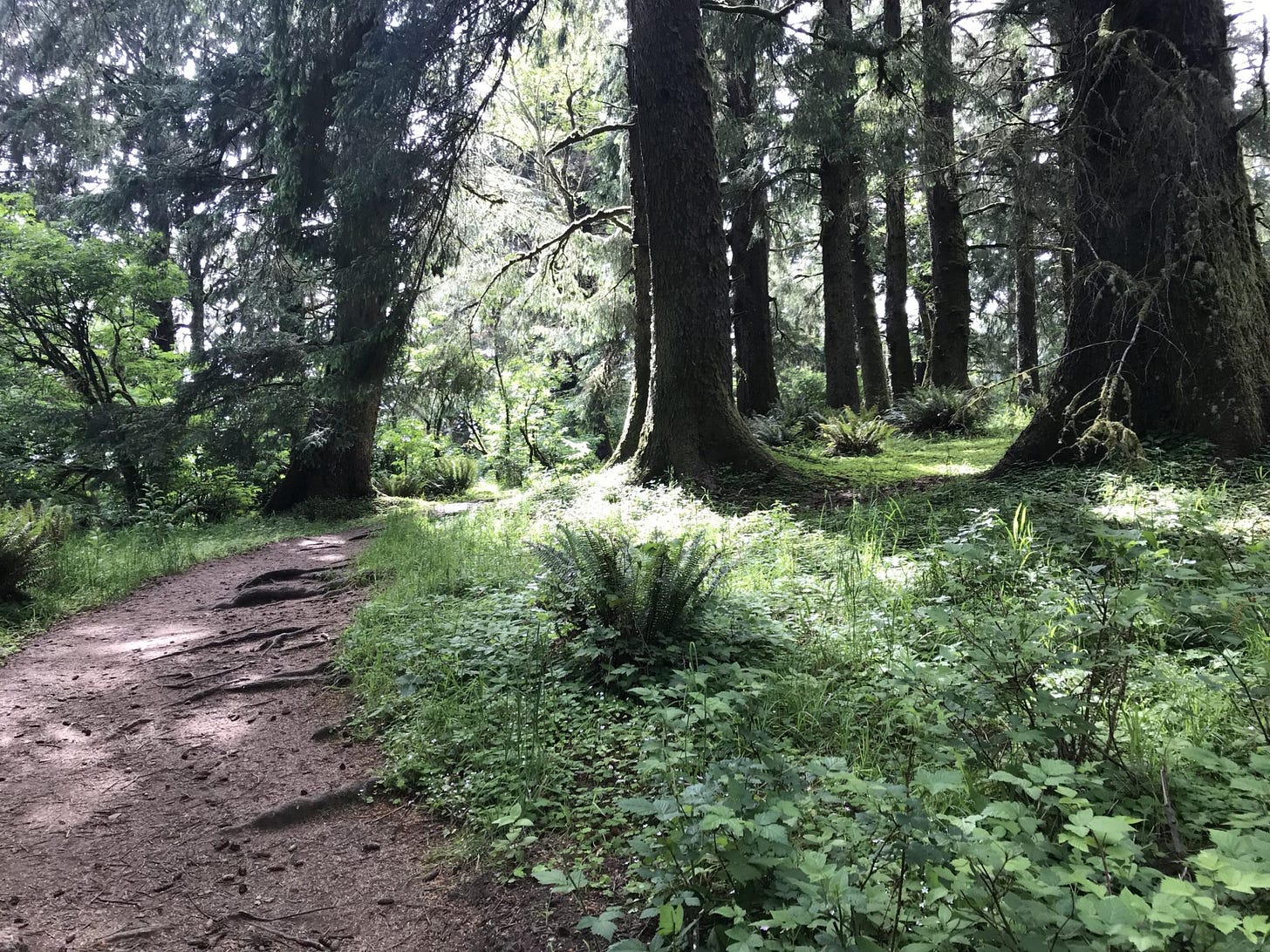 in the forest -trail