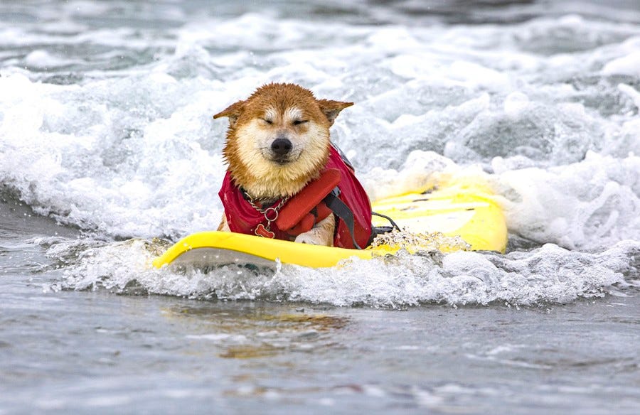 A dog closes its eyes while riding on a surfboard.