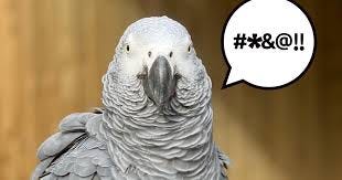 Zoo removes potty-mouthed parrots for ...