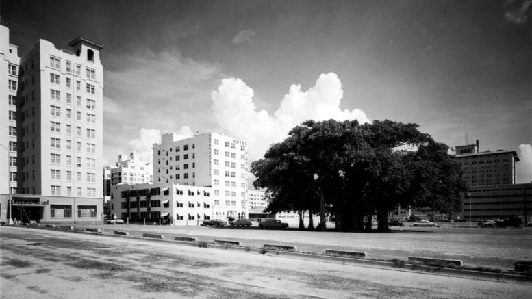 Banyan tree in parking lot on November 28, 1954