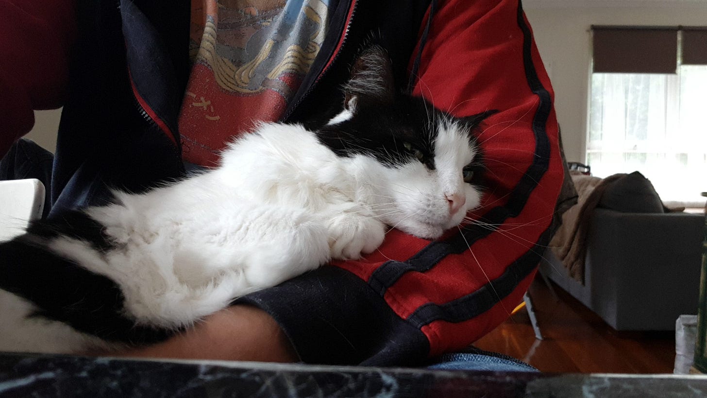 black and white cat looks out from the crook of a man's arm