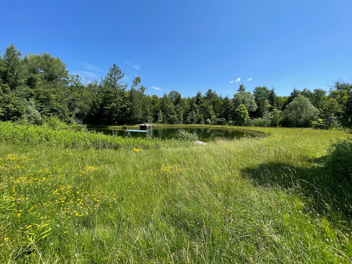 A picture of a grassy pond, with long, unmaintained grass