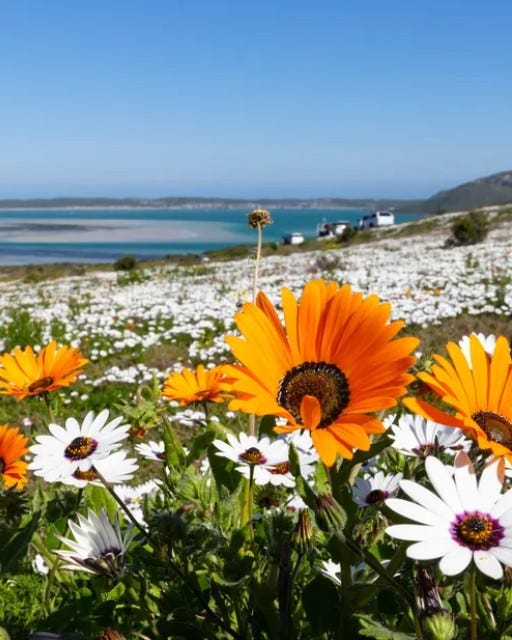 May be an image of African daisy and nature